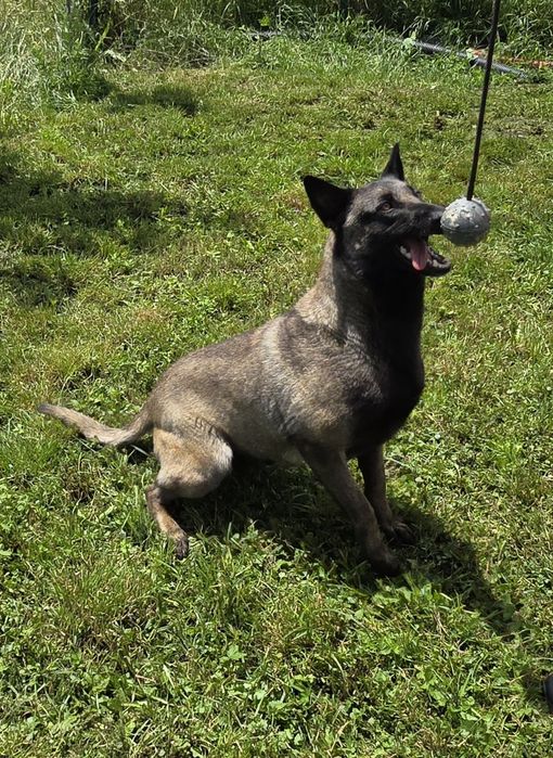 Ciobănesc Belgian Malinois cu pedigree FCI tip A