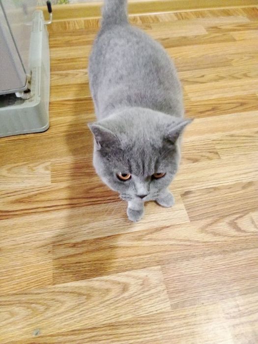 Продается британский скотиш страйк кошка возраст 1 год