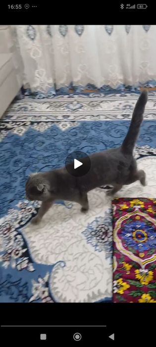 Zotdor mushuk aqilli