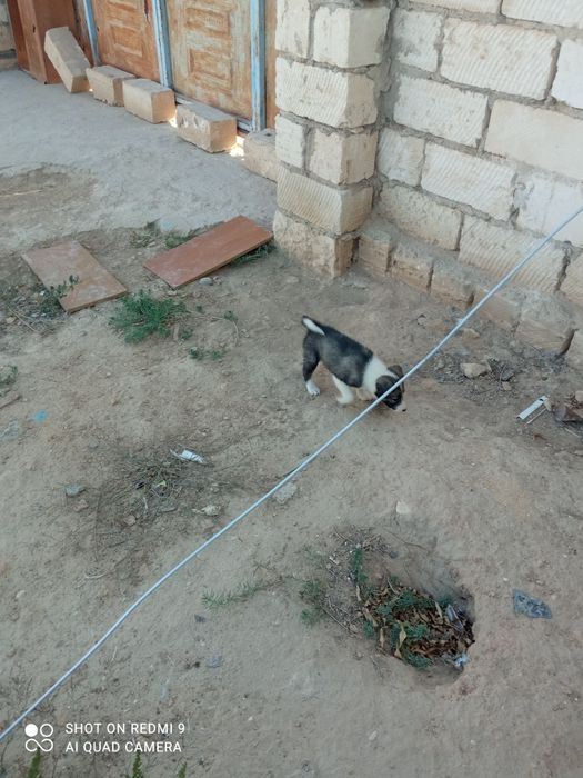 Хаски собака (бесплатно)