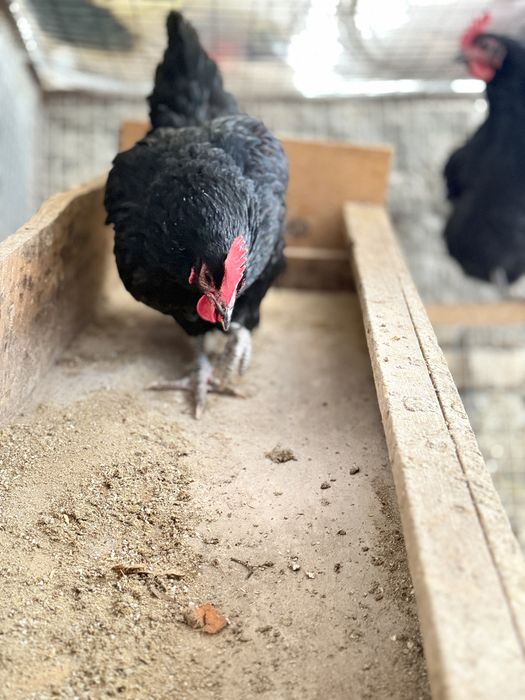 Qora shahzoda malikalari bilan foto sesada