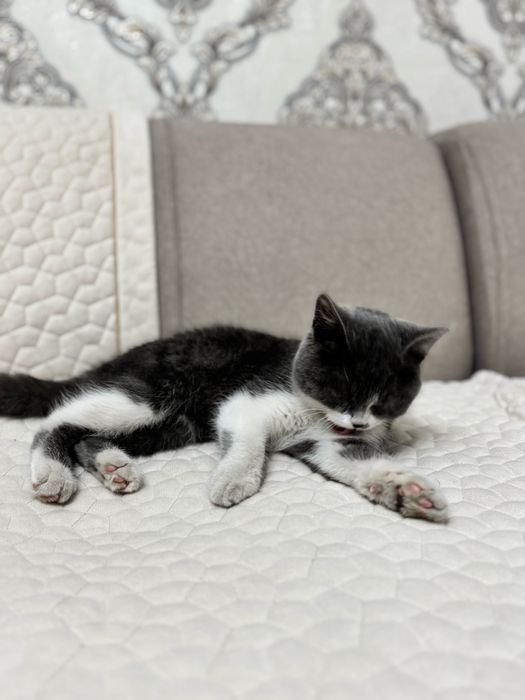 Британский котенок