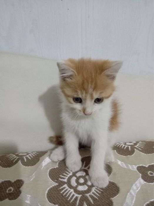 Котенок маленкий