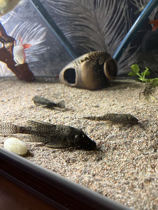 Панорамный аквариум «под ключ».