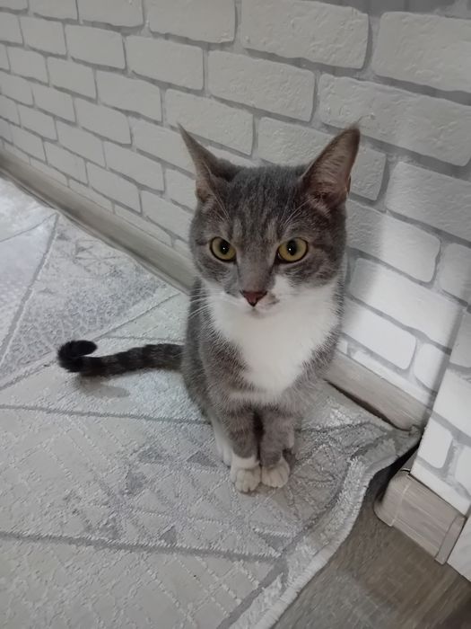 Отдам кота бесплатно