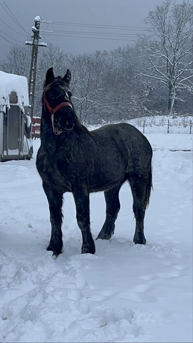 De vanzare 2 manji se 1,5 ani