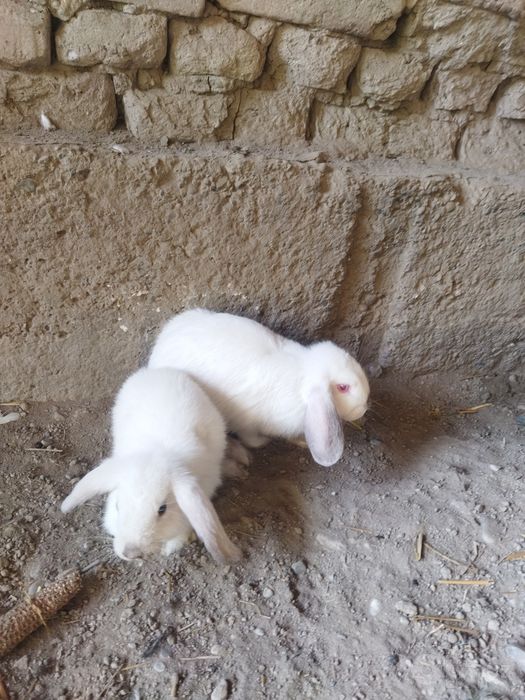 Karlik minilopdan chiqqan quyonlar