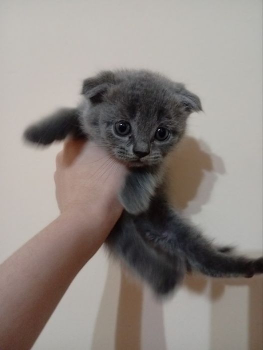 Scottish Fold mushuki sotiladi