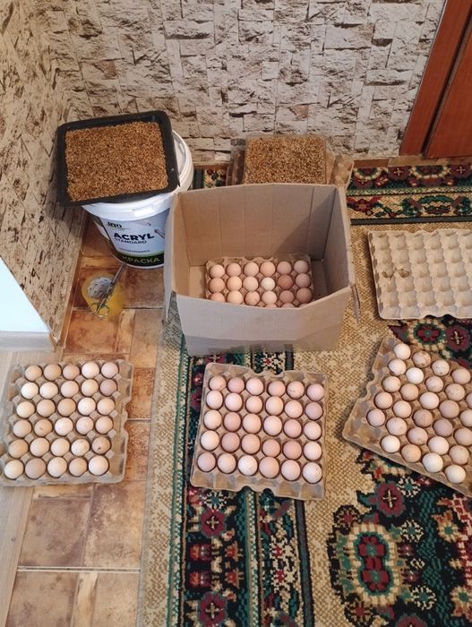 Инкубационные яйца Кучинских кур