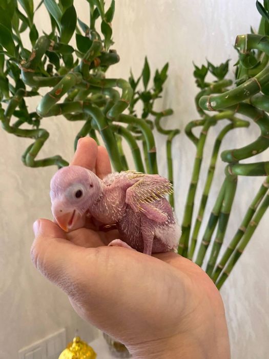 sariq ajereliya jojalari sotiladi