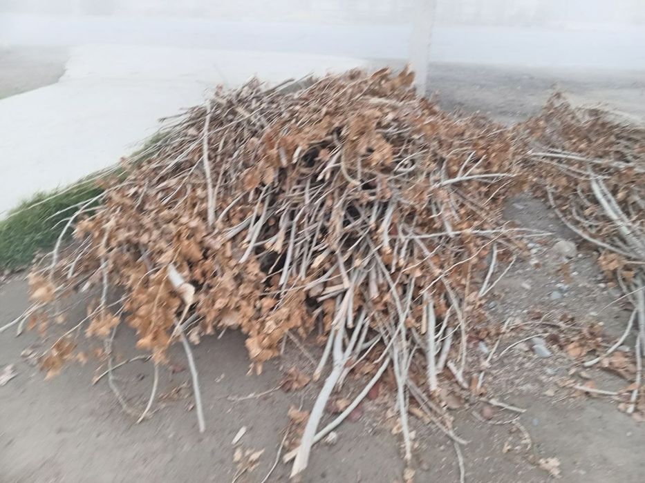 Утин бор сотилади