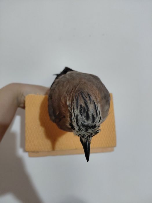 Gaita impaiata, taxidermie G2