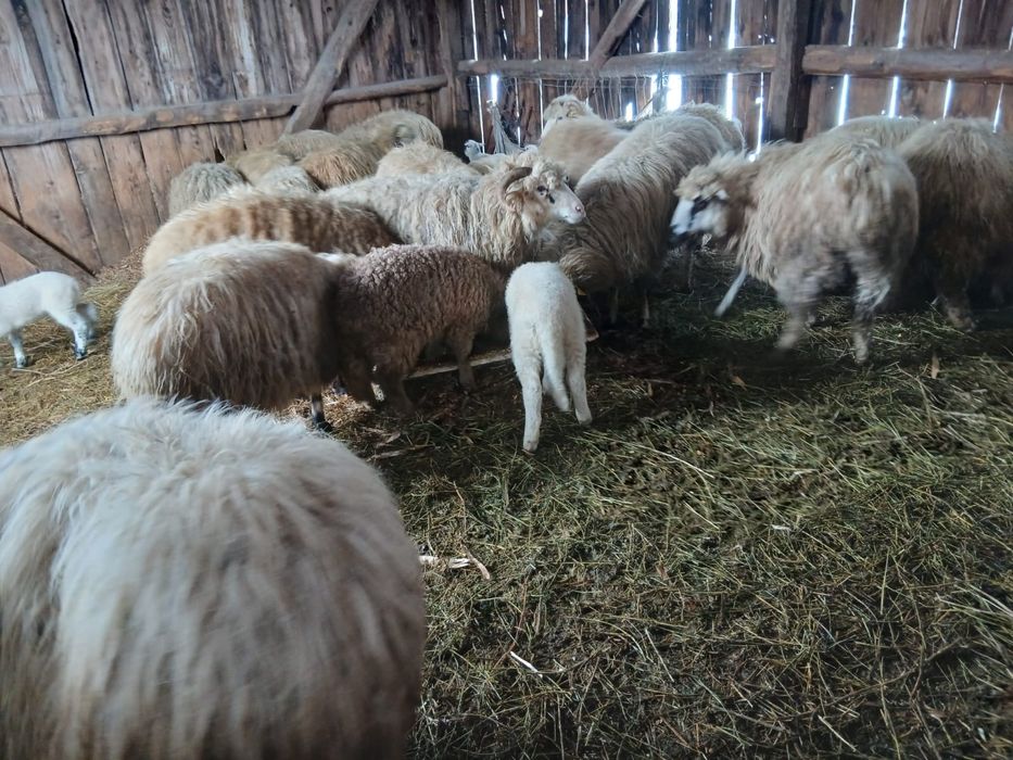 Oi cu miei de vanzare