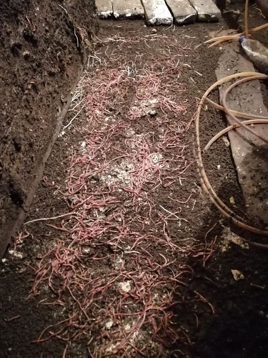 Черви рыболоветские