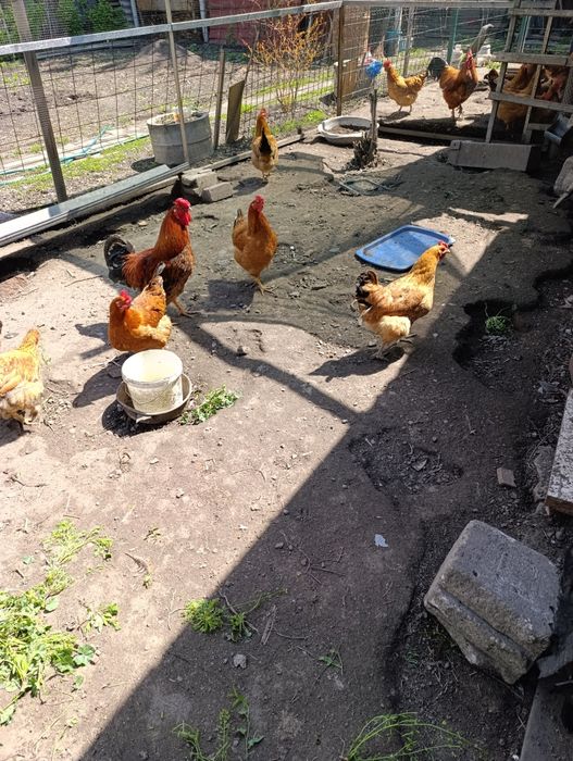 Инкубационные  яйца