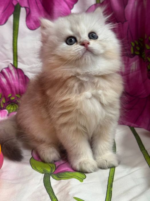 Продаётся котёнок скоттиш страйт!