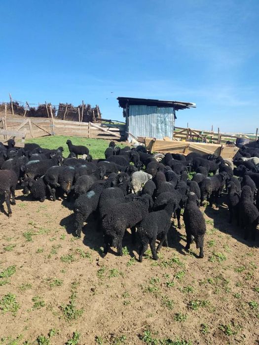 Miei Rasa Karakul