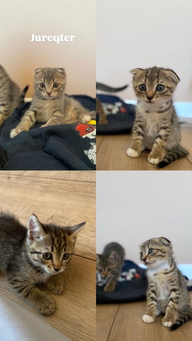 Шотландцы вислоухие котята