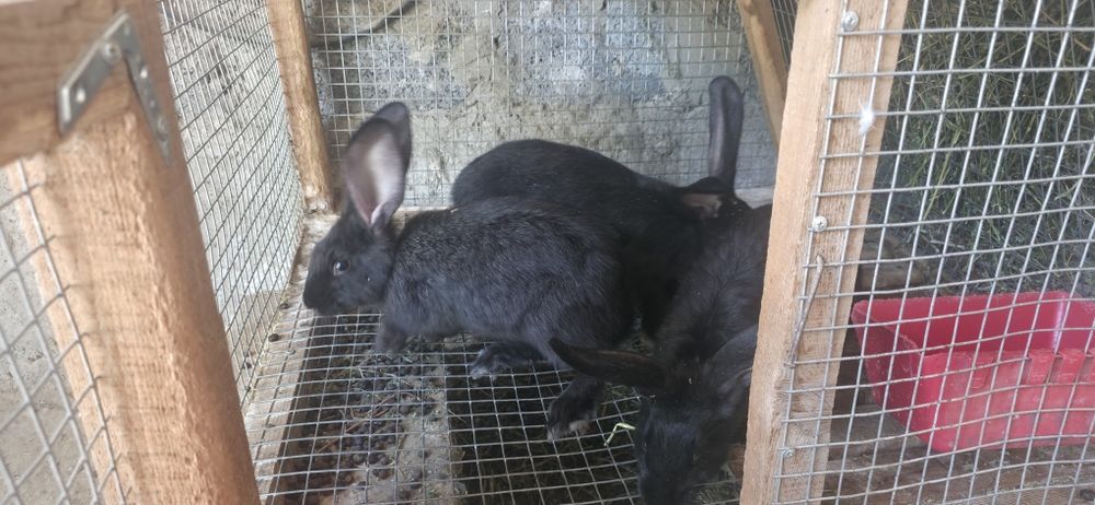 Крольчата крупные