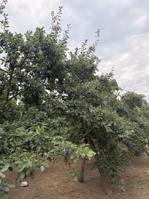 prune  carnoase de vanzare