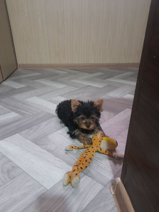 Продаются щенки йоркширского терьера