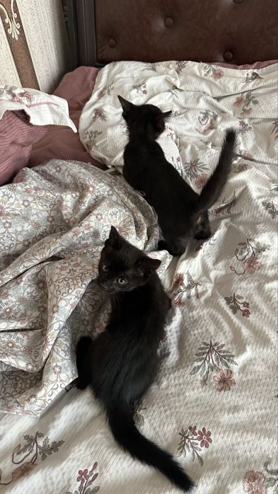 Красивые котята в добрые руки