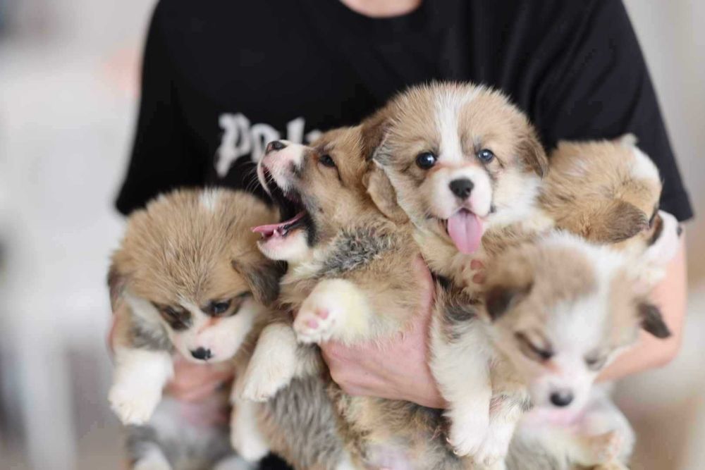 Уелско корги пембрук