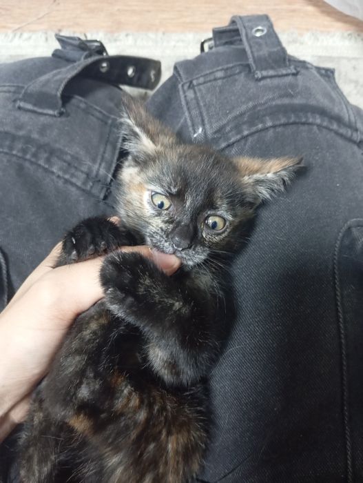 Отдам котят в хорошие руки