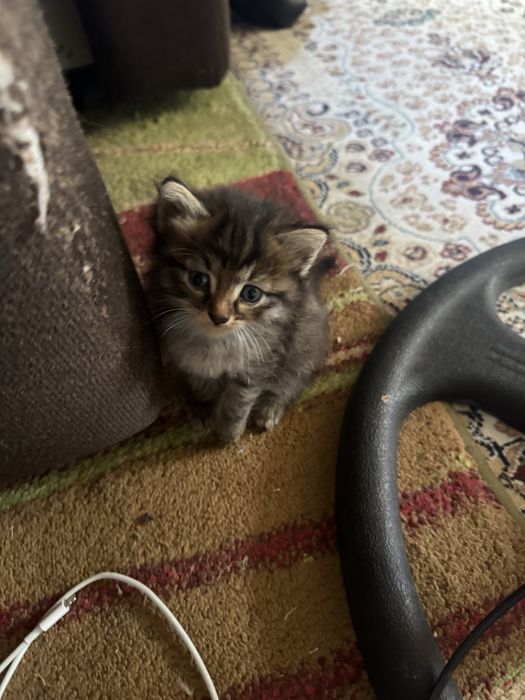 котенок девочка бесплатно