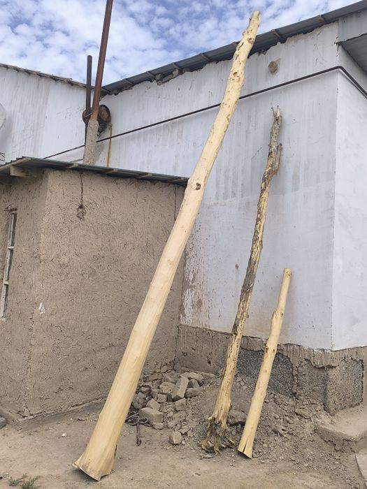 Aq terek bar satiladi