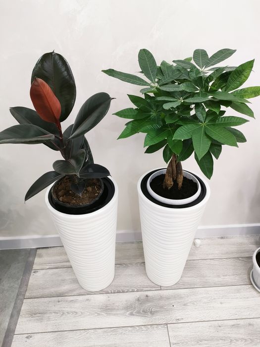 Комнатные растения. Доставка