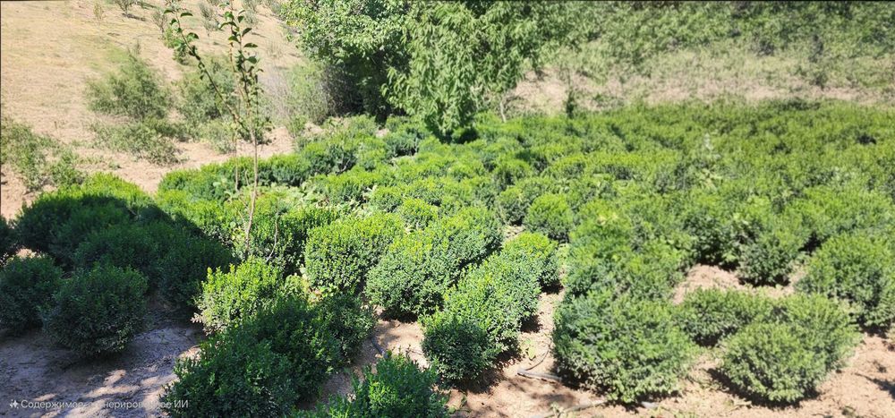 Шамшот буталари сотилади.