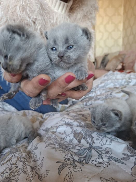 Британски сини колорпойнт късокосмести котенца