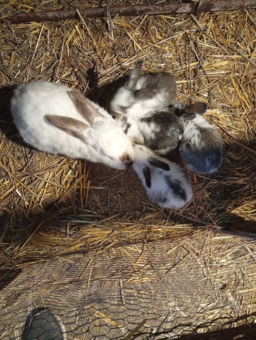 Продават се зайчета