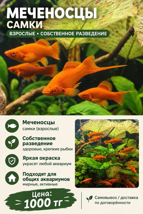 Продам взрослых самок меченосцев