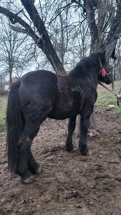 Vând mânz negru greu