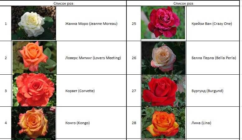 Атиргул кўчатлари - Саженцы роз