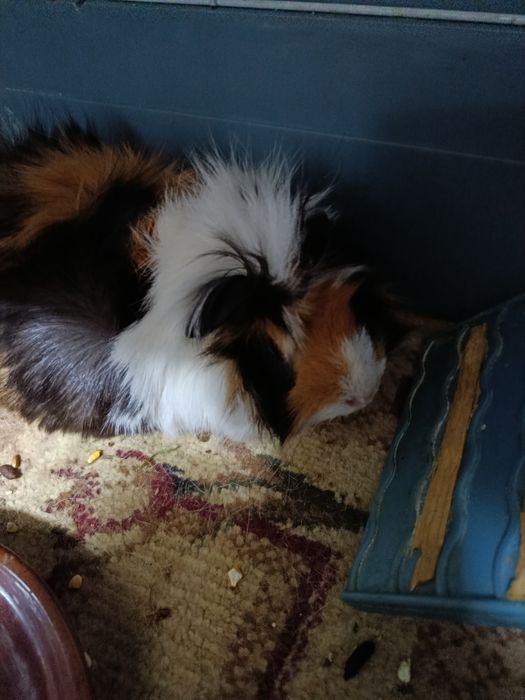 Продаются морские свинки с большой клеткой,домиком