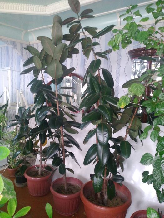 Табий шароитда котта килинган хонаки гуллар.  Офис ва хонадонлар учун