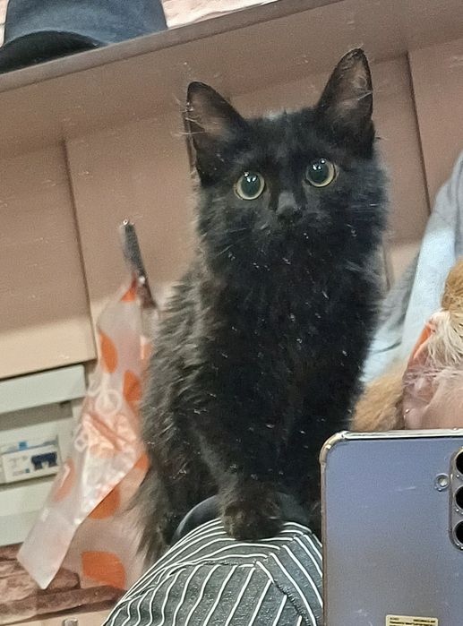 Найден домашний котёнок девочка, срочно нужен дом!