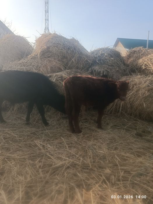 Еркек бұзаулар сатылады ! Продаются бычки подсос!