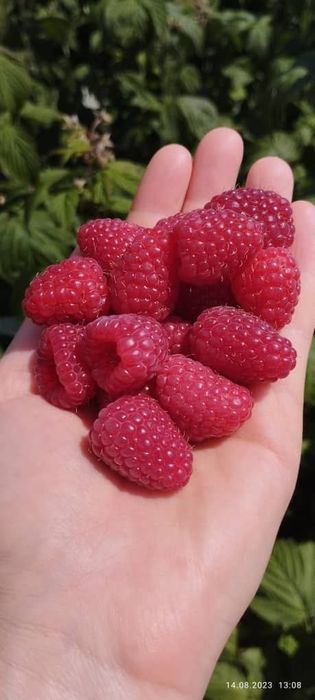 малина Пшехиба кучати  сотилади