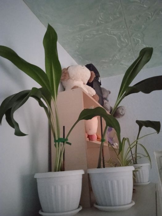 Продам комнатные цветы