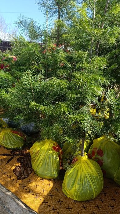 В продаже есть сажинцы
