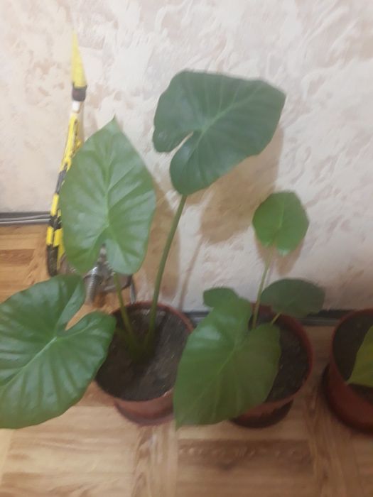 Цвете трилисник  _ 3 броя