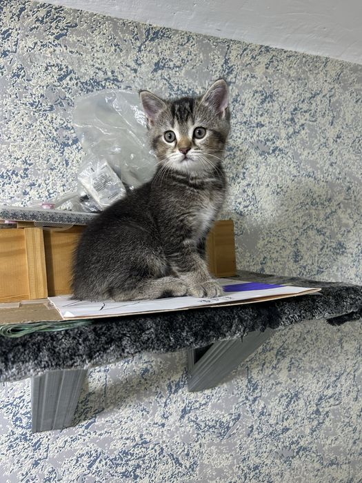 Продам котят уральск