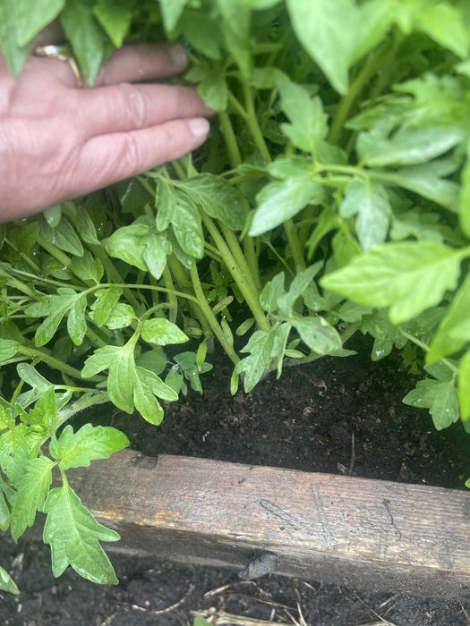 продам рассаду помидор