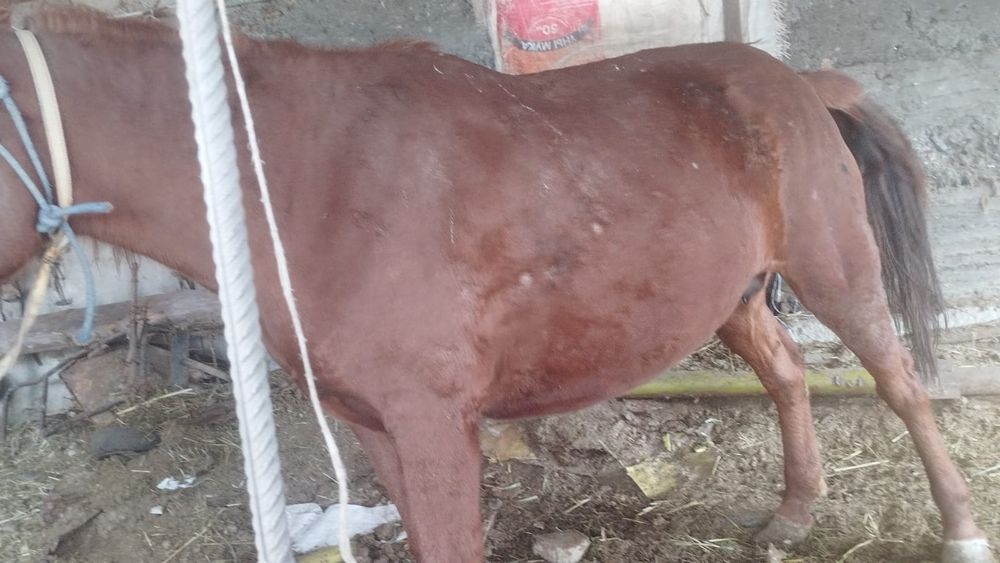 Бие сатылады семыз