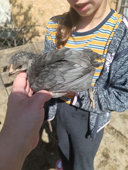 Pui de rasa araucana și ameraucana