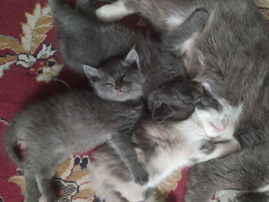 Котята в добрые руки